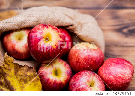 Fall harvest cornucopia. Red apples in the garden. Fall harvest cornucopia. Red apples in the garden. 43279151