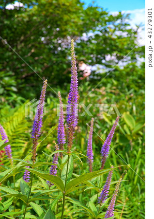 クガイソウ 43279301