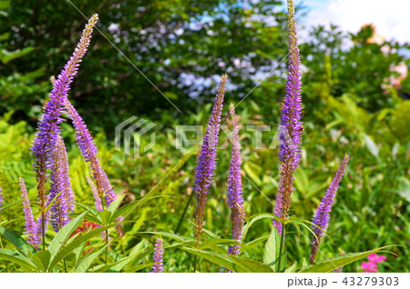 クガイソウ 43279303