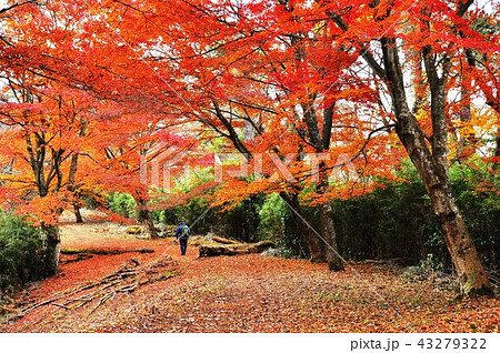 箱根湯坂路を彩る紅葉と落ち葉 箱根湯坂路を彩る紅葉と落ち葉 43279322