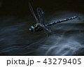 オオルリボシヤンマの飛翔１ 43279405