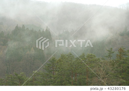 朝霧に包まれる信州白馬村、新緑の山林 43280176
