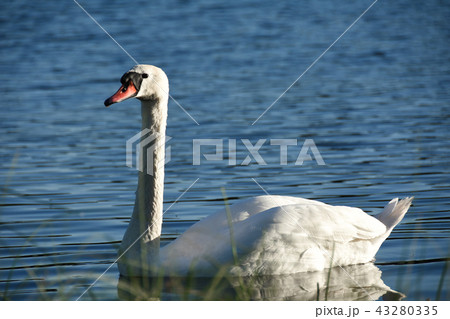 White swan bird swims along the lake blue water White swan bird swims along the lake blue water 43280335