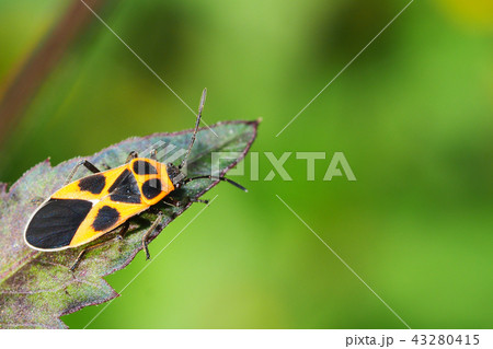 ヒメジュウジナガカメムシ 43280415
