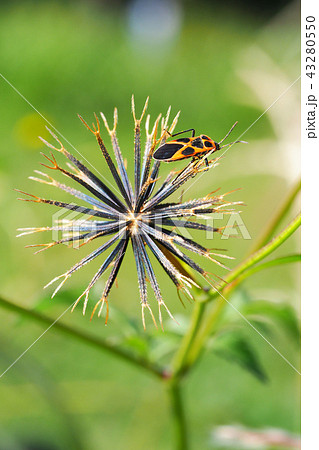 ヒメジュウジナガカメムシ 43280550