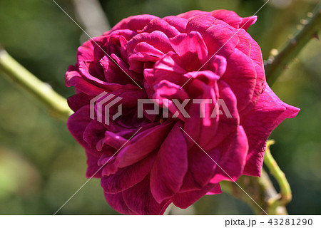 バラ（ウィリアム・シェイクスピア） 43281290