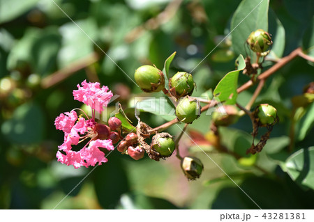 サルスベリ(百日紅) サルスベリ(百日紅) 43281381
