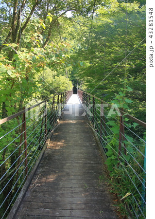 道志川の野原つり橋 道志川の野原つり橋 43281548