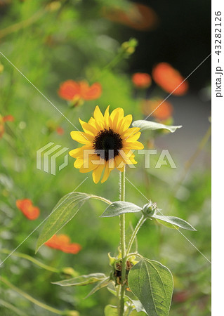 花畑のヒマワリとキバナコスモスの背景 花畑のヒマワリとキバナコスモスの背景 43282126