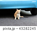 車の前でたたずむねこ 43282245