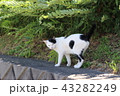 挨拶をして去っていくねこ 43282249