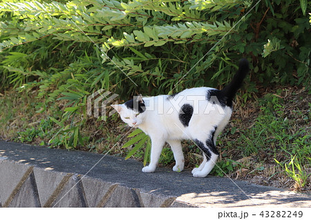 挨拶をして去っていくねこ 挨拶をして去っていくねこ 43282249