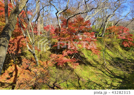 長野県　風景　秋の高遠城址公園 43282315