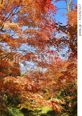 長野県　風景　秋の高遠城址公園 43282327