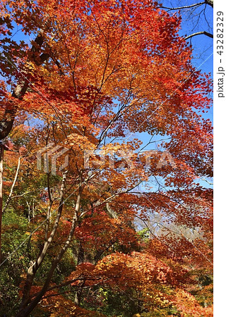 長野県　風景　秋の高遠城址公園 43282329