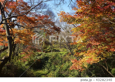 長野県　風景　秋の高遠城址公園 43282340