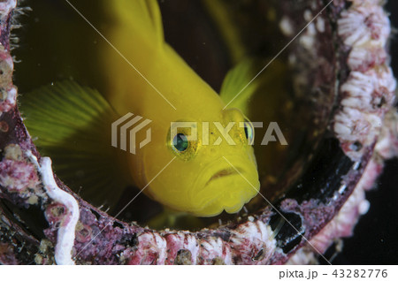 ビンの中のミジンベニハゼ ビンの中のミジンベニハゼ 43282776