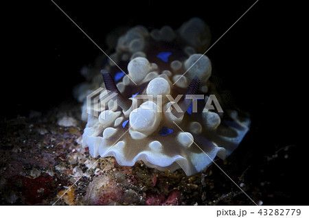 綺麗なウミウシ 43282779