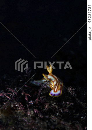 綺麗なウミウシ 43282782