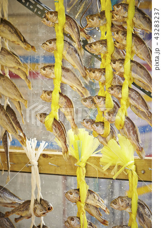 イシモチ イシモチ 43283237