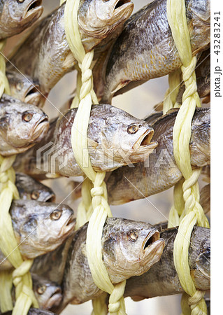 イシモチの写真素材