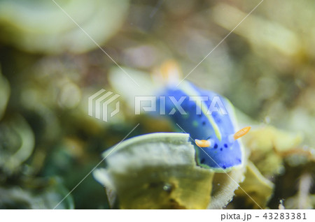 ウミウシ 43283381