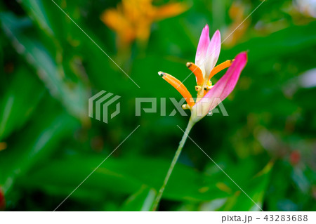 Bird of paradise flower blurred background Bird of paradise flower blurred background 43283688