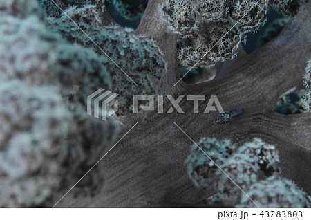 ソフトコーラルとハゼ ソフトコーラルとハゼ 43283803