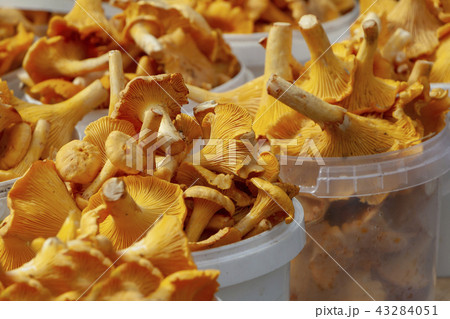 chanterelle mushrooms and birch mushroom  43284051