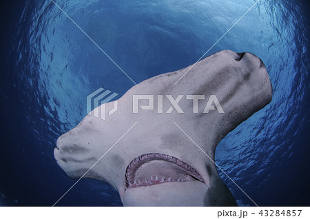 シュモクザメの顔の写真素材