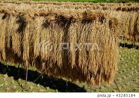 稲架 43285184