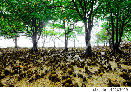 マングローブの森 43285409