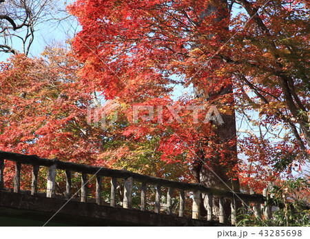 城址公園 城址公園 43285698