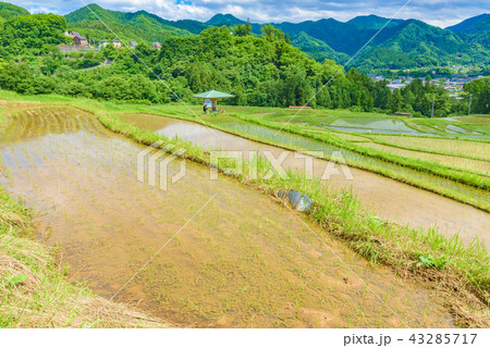 寺坂棚田 寺坂棚田 43285717