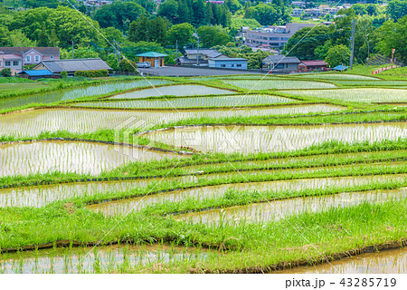 寺坂棚田 寺坂棚田 43285719