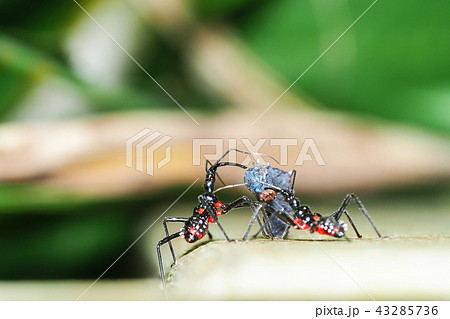 ヨコヅナサシガメ（幼虫・捕食中） 43285736