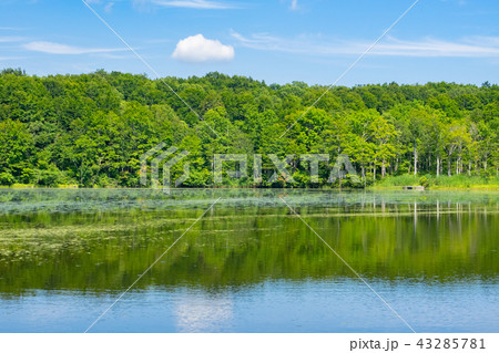 湖面に緑の森を写す蓮華白池 43285781