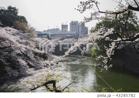 東京にて春の花見 東京にて春の花見 43285782