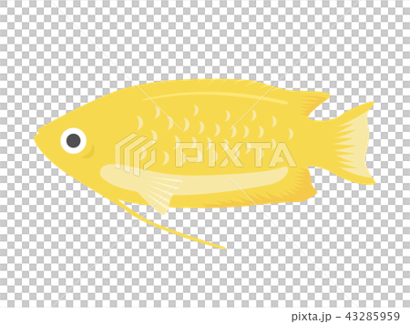 熱帯魚のグラミーのイラスト 43285959