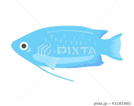 熱帯魚のグラミーのイラスト 43285960
