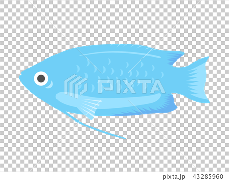 熱帯魚のグラミーのイラスト 43285960