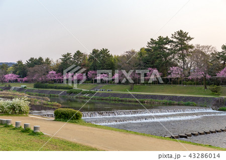 半木の道 - 桜 43286014