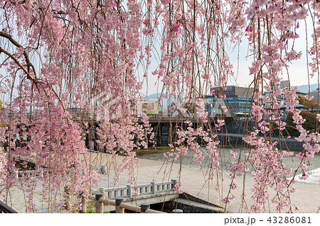 三条大橋 - 桜 43286081