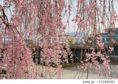 三条大橋 - 桜 43286082