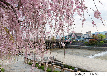 三条大橋 - 桜 43286086