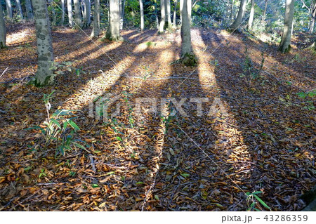 美人林と落ち葉（秋） 43286359