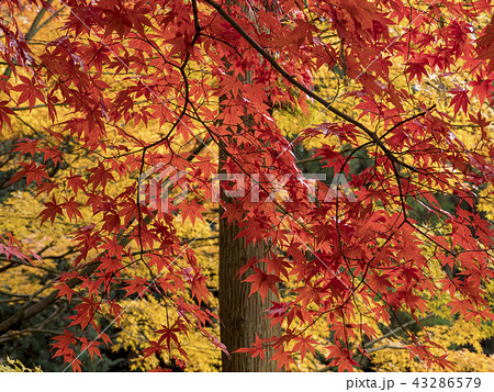 東山動植物園の紅葉の写真素材