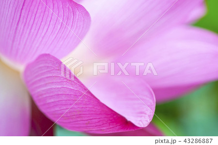 pink lotus closeup and green background pink lotus closeup and green background 43286887