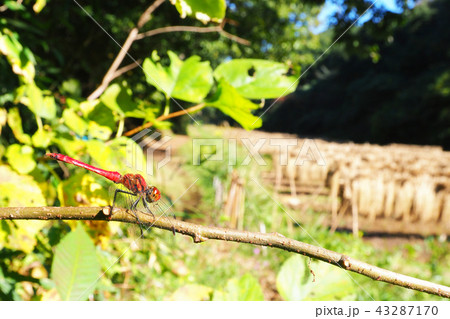 ナツアカネ（オス）と稲木干し 43287170