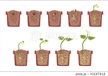 Plant Seed Growth, Development And Rooting Inside The Flower Pot, Classic Botany Textbook 43287818